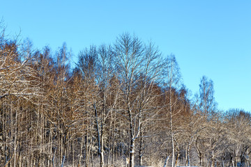 деревья с ветвями в снегу
