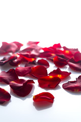 a lot of red rose petals on white