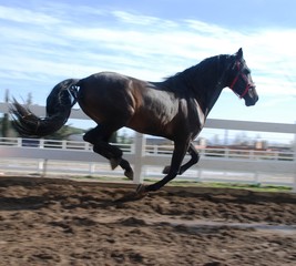 Andalusian horses © Joanna