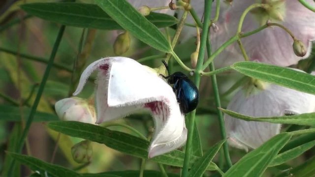 An unidentified but beautiful beetle crawls on a white flower.