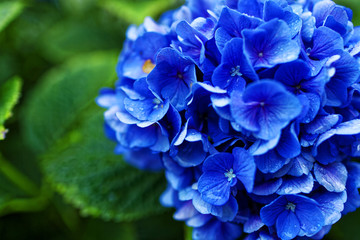 雨上がりの紫陽花