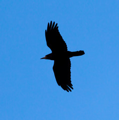 Crow on a background of blue sky