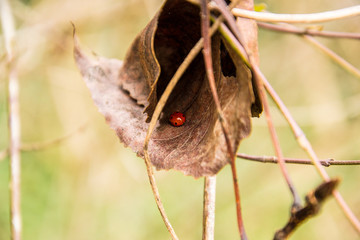 Naklejka premium Ladybug on the leaf