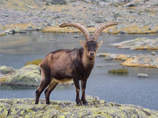 Macho de Cabra Montés en la Laguna Grande de Gredos