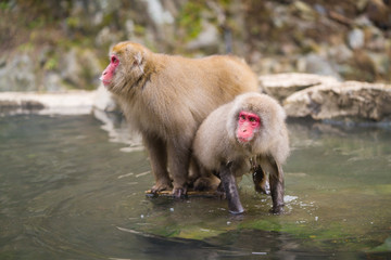 Onsen Monkeys