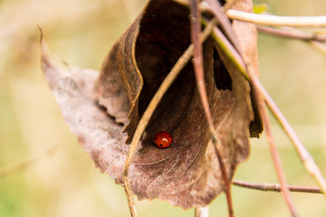 Ladybug on the leaf