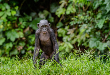  Bonobo in natural habitat. Green natural background. The Bonobo ( Pan paniscus), called the pygmy chimpanzee. Democratic Republic of Congo. Africa
