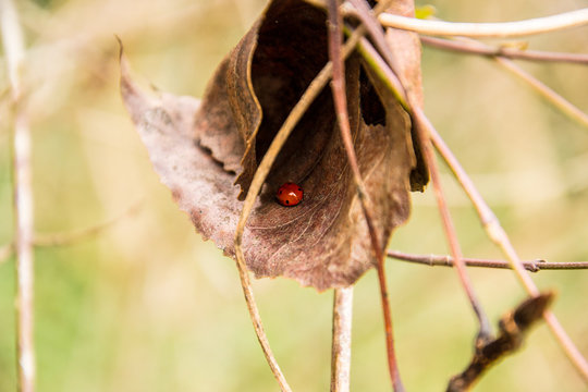 Ladybug on the leaf