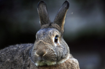 Kaninchen Portrait im Garten