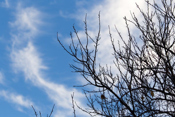 tree with bare branches against the sky