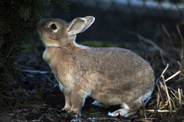 Zwergkaninchen im Garten bei der Futtersuche