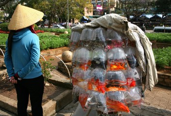 goldfish seller