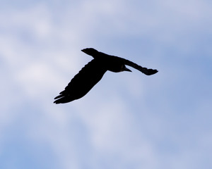crows on the background of the sky with clouds
