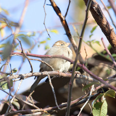 Sparrow on a branch in nature