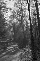 lichtdurchfluteter Waldspaziergang in Schwarz Weiß