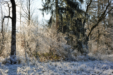 Lichtspiel am Waldrand bei Frost
