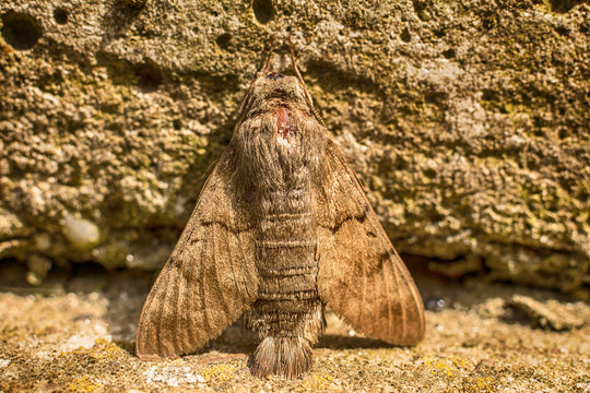 Close up of the butterfly witch on the wall