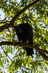 Close up of a Vulture sitting in a tree