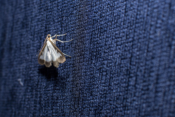 Naklejka premium Close up of the butterfly on the bed