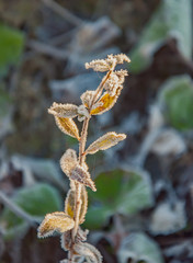Frost on the grass and yellow leaves