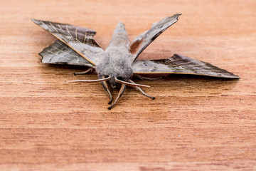 Close up of the butterfly on the floor