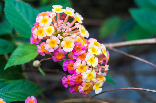 Close up view of Lantana Camara or known as tickberry
