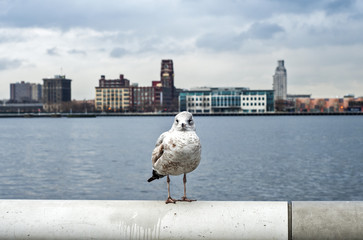 Gull on iron railing on river and cityscape in cloudy day background