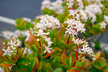 Flowering Crassula or money tree, Canary islands, Spain