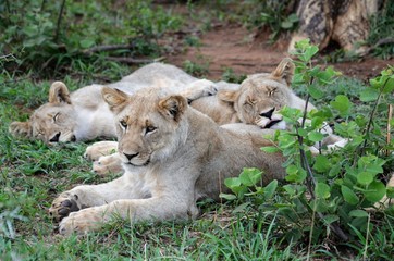 löwen babys
