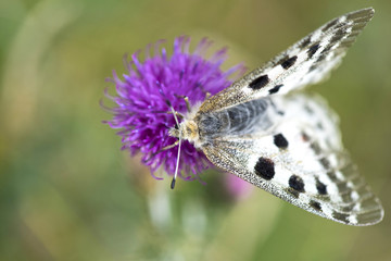 Butterfly (Parnassius Apollo Linnaeus) on Flower Purple thistle