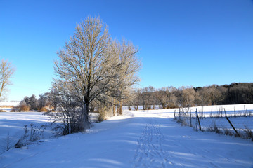 Winter landscape