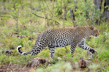 leopard