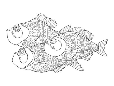 Piranha coloring book for adults vector