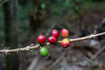 Fototapeta na wymiar Costa Rica red and green coffe berries