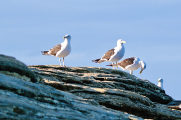 Seagulls resting on the rock at blue sky in Buzios Beach, Rio de Janeiro, Brazil
