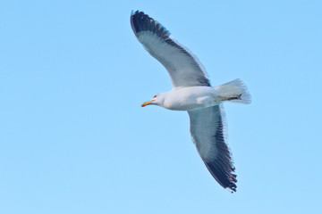 Obraz premium Seagull flying at blue sky in Buzios Beach, Rio de Janeiro, Brazil