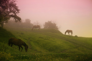 Fototapeta na wymiar Magic misty landscape with horses