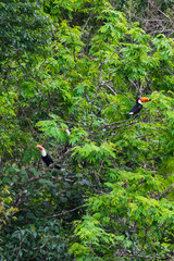 Toucans in a tree in the Iguazu national park Argentina