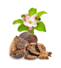 Propolis or bee glue