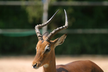 Antilope