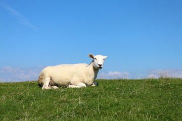 Obraz premium Am Deich