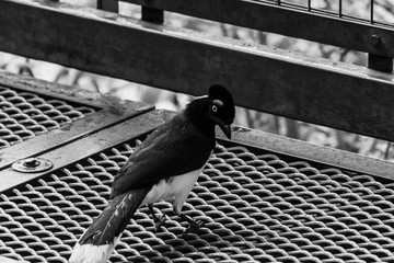 Colorful bird sitting on an rusty iron grid in wildlife in black and white