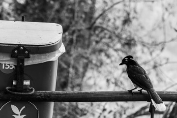 Bird sitting besindes a garbage bin in wildlife in black and white