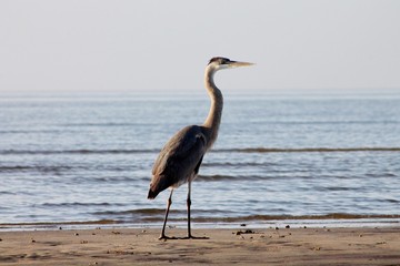 Blue heron on the beaches 