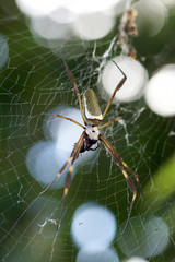 Ara&ntilde;a de seda dorada