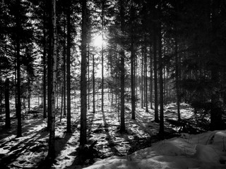 Fototapeta premium Tolstad forest B&W
