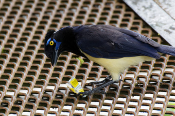 Bird eating garbage in wildlife or a rusty iron grid