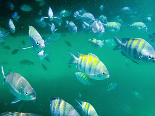 Fototapeta premium Shoal of sergeant major and silver porgy fishes