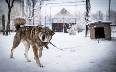dog on a chain