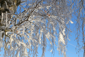 Obraz premium Winter Forest / Winter in the woods. Snowy forest in winter.